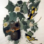 Audubon Baltimore Oriole