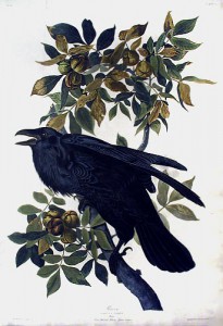 Audubon Raven