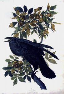 Audubon Raven Audubon Raven