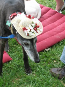 Greyhound in a party hat