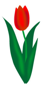 tulip