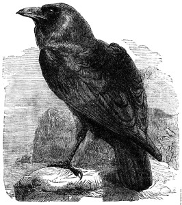 The Raven (Corvus Corax)