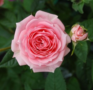 Pink rose Carla Nunziata